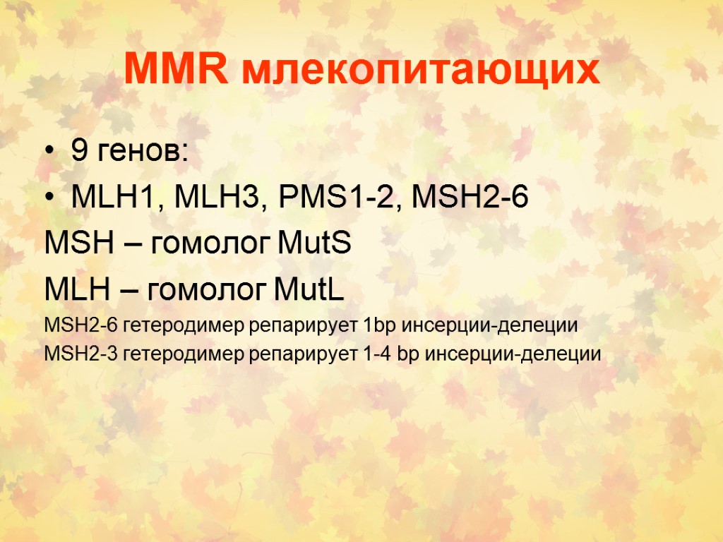 MMR млекопитающих 9 генов: MLH1, MLH3, PMS1-2, MSH2-6 MSH – гомолог MutS MLH –